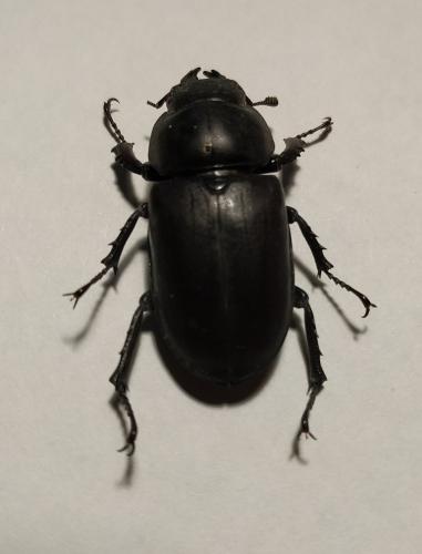 Réf. 270 441 : Lucanus cervus